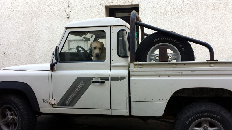 Labrador als Chauffeur